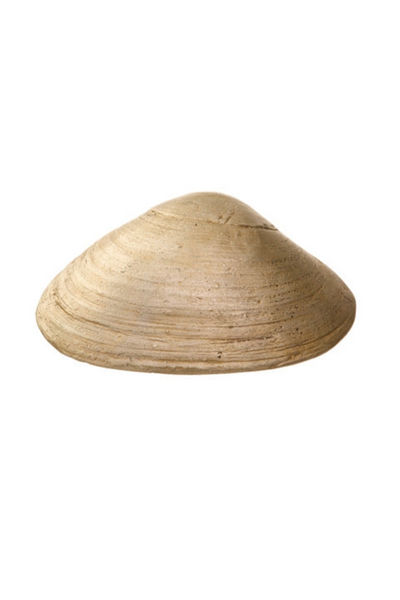 Bronze Clam Shell